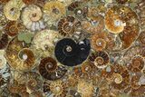 Plate Made Of Agatized Ammonite Fossils #51052-2